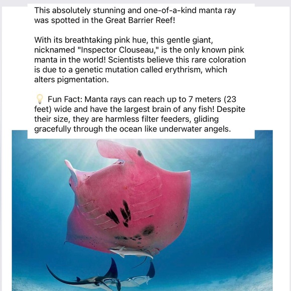 - #7 Follow Game 🐾🐶 - Picture 9 of 16